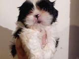 Shih Tzu Yavrularimiz
