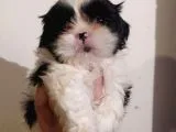 Shih Tzu Yavrularimiz