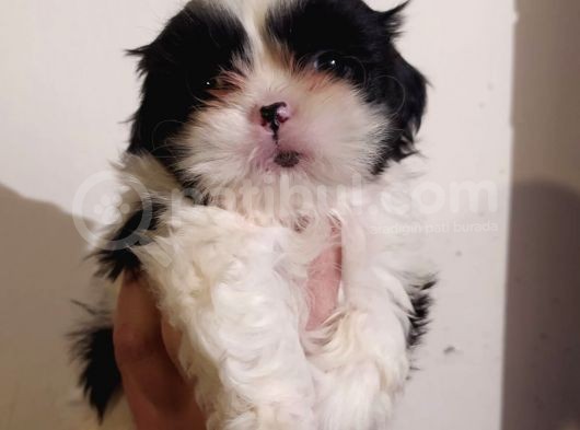 Shih Tzu Yavrularimiz görsel