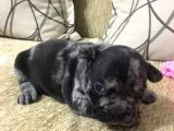 French Bulldog Blue Merla