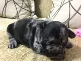 French Bulldog Blue Merla
