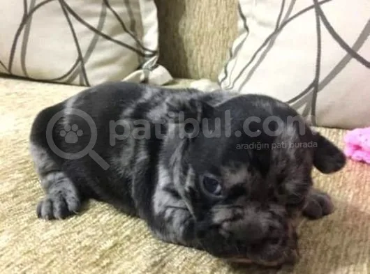 French Bulldog Blue Merla