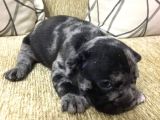 French Bulldog Blue Merla