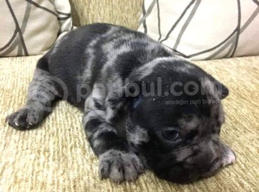 French Bulldog Blue Merla görsel
