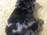 French Bulldog Blue Merla