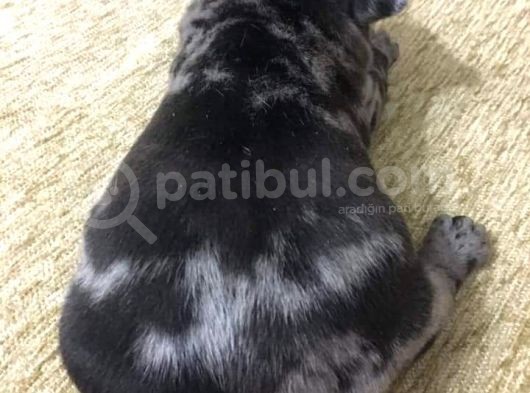 French Bulldog Blue Merla görsel