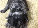 French Bulldog Blue Merla