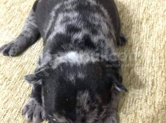 French Bulldog Blue Merla görsel