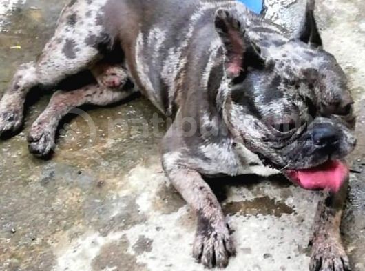 French Bulldog Blue Merla görsel