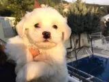 Mi̇ni̇ Gerçek Maltipo Yavrular
