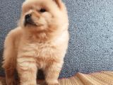Chow Chow Bebekler
