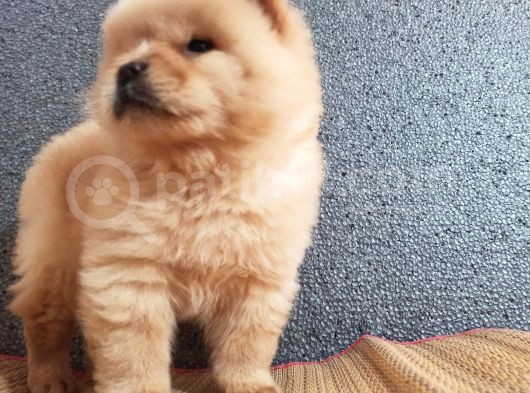 Chow Chow Bebekler görsel