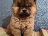 Chow Chow Bebekler