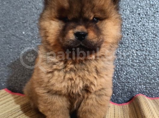 Chow Chow Bebekler görsel
