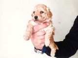 Rezerve Açık Red Ve Apricort Toy Poodle Yavrumuz