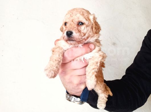 Rezerve Açık Red Ve Apricort Toy Poodle Yavrumuz görsel