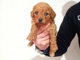 Rezerve Açık Red Ve Apricort Toy Poodle Yavrumuz