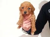 Rezerve Açık Red Ve Apricort Toy Poodle Yavrumuz