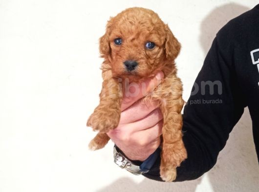 Rezerve Açık Red Ve Apricort Toy Poodle Yavrumuz görsel
