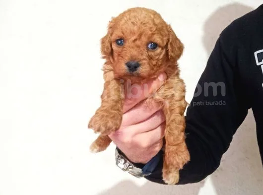 Rezerve Açık Red Ve Apricort Toy Poodle Yavrumuz
