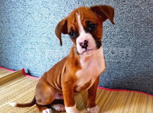 Mükemmel Boxer Yavrularım görsel