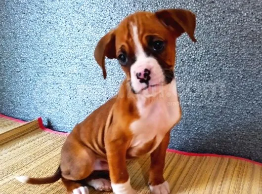Mükemmel Boxer Yavrularım