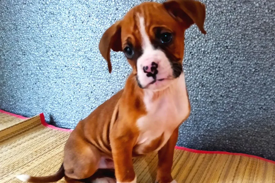 Mükemmel Boxer Yavrularım