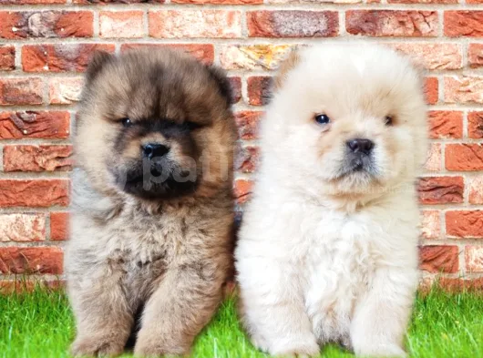 Chow Chow Bebekler