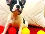 Fransız Bulldog Yavrumuz