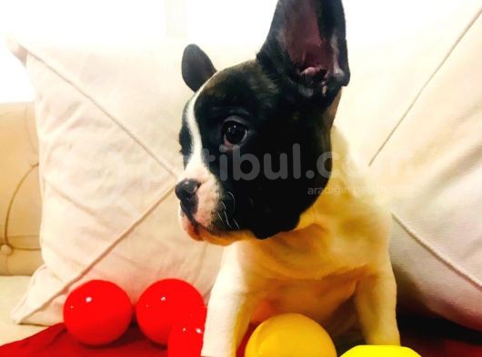 Fransız Bulldog Yavrumuz görsel