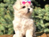 Irk Ve Sağlık Garantili Maltipoo