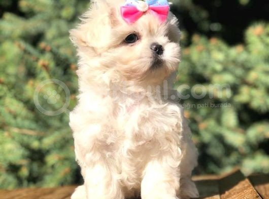 Irk Ve Sağlık Garantili Maltipoo görsel