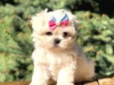Irk Ve Sağlık Garantili Maltipoo