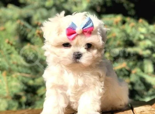Irk Ve Sağlık Garantili Maltipoo