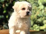 Irk Ve Sağlık Garantili Maltipoo