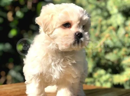 Irk Ve Sağlık Garantili Maltipoo