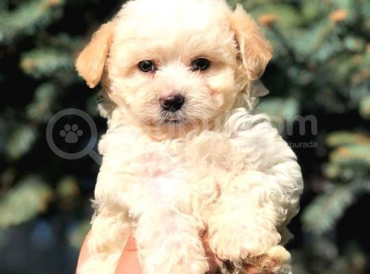 Secereli Anne Ve Babadan Maltipoo görsel