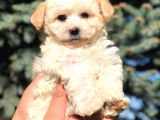 Secereli Anne Ve Babadan Maltipoo