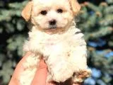 Secereli Anne Ve Babadan Maltipoo