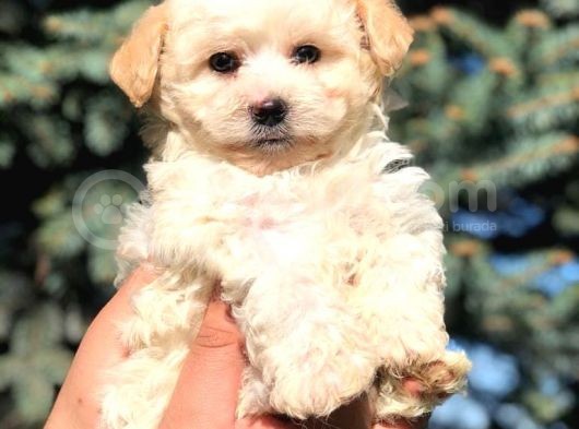 Secereli Anne Ve Babadan Maltipoo görsel
