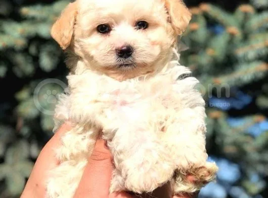 Secereli Anne Ve Babadan Maltipoo