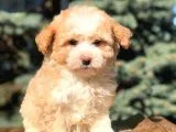 Secereli Anne Ve Babadan Maltipoo