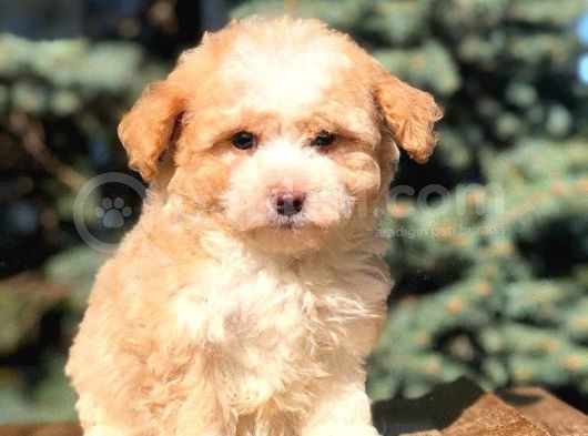 Secereli Anne Ve Babadan Maltipoo görsel