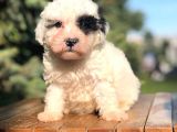Irk Ve Sağlık Garantili Morkie