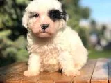 Irk Ve Sağlık Garantili Morkie