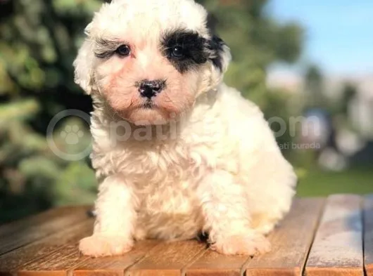 Irk Ve Sağlık Garantili Morkie
