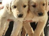 Golden Retriever Koca Bebeklerim