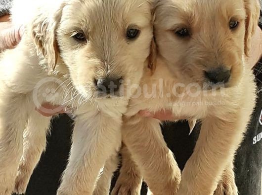 Golden Retriever Koca Bebeklerim görsel