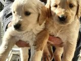 Golden Retriever Koca Bebeklerim