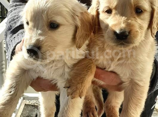 Golden Retriever Koca Bebeklerim görsel